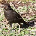 Red-billed buffalo weaver