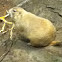 Prairie dog 
