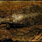 Eastern Dobsonfly