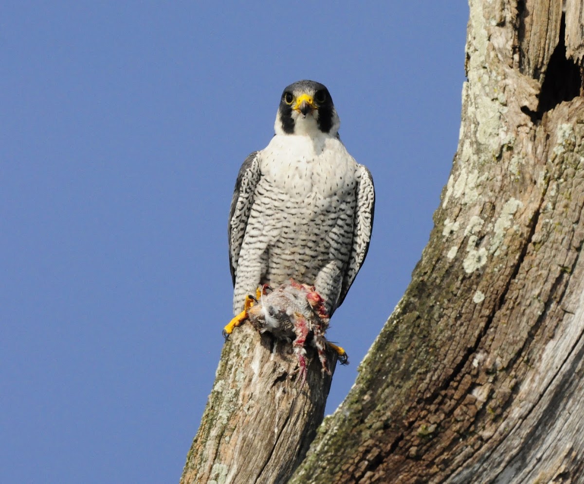 Peregrine Falcon