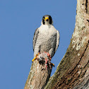 Peregrine Falcon