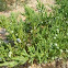 juniper
