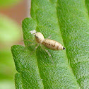 White Garden Jumper