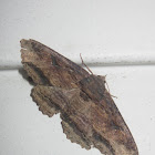 Lunate Zale