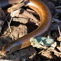 Slow Worm