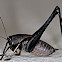 Bush Cricket