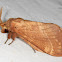 Ghost Moth
