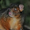 Common Ringtail Possum