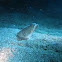 Crocodile Snake Eel