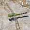 Eastern pondhawk (female)