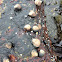 Periwinkles
