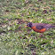 American robin