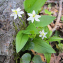 Starflower