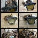 House Finch Nest