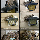 House Finch Nest