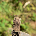 Common Darter