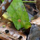 Harvestman (Phalangida Opiliones)盲蜘蛛