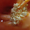 Red Bell Pepper
