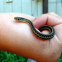 Plains Garter Snake