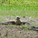 Red Shoulder Hawk