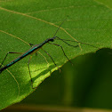 Unknown Phasmid