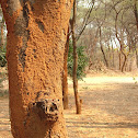 Termite