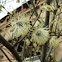 Vrba Iva (eng. Goat Willow)