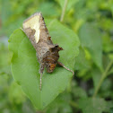 Golden Plusia
