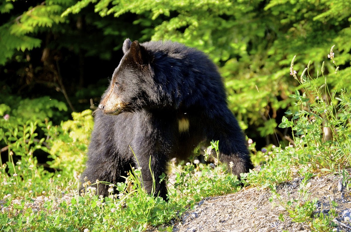 North American Black Bear