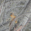 Eastern Fox Squirrel