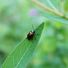 Dogbane Leaf Beetle