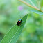Dogbane Leaf Beetle