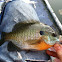 Bluegill