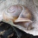 Snail