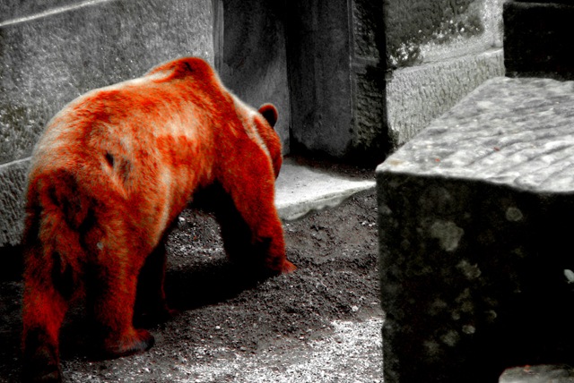 [Bear2[2].jpg]