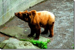 Bear