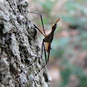 Cactus fly