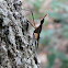Cactus fly