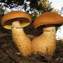 Fungi