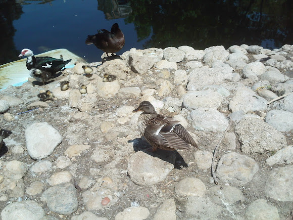 Spotting Image 1