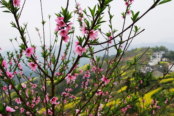 桃花