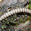 millipede