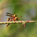 Yellow-Potter-Wasp