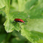 Red-Headed Cardinal Beetle