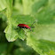 Red-Headed Cardinal Beetle