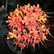 Saraca Indica L / Caes.