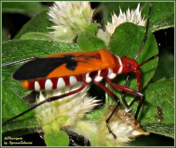 Cotton Stainer Bug Project Noah