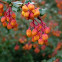 Berberis darwinii