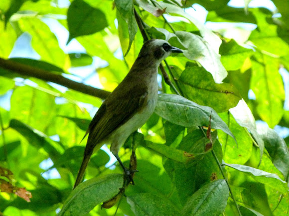 Spotting Image 1