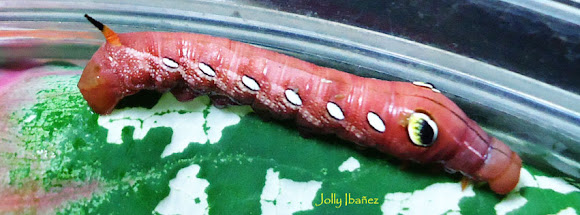 Spotting Image 1
